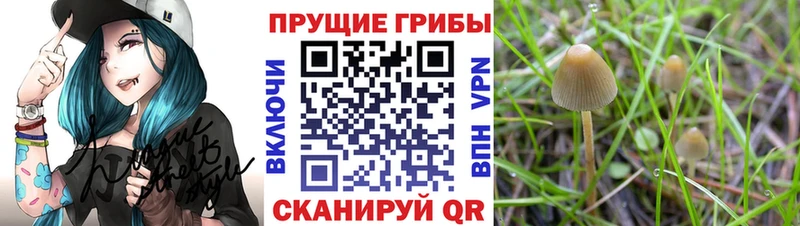 Купить  Орлов  Псилоцибиновые грибы мухоморы 